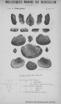 Bucquoy et al. (1887-1898, pl. 31) Bucquoy et al. (1887-1898, pl. 31)