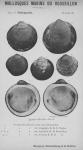 Bucquoy et al. (1887-1898, pl. 33) Bucquoy et al. (1887-1898, pl. 33)