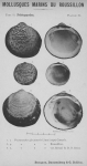 Bucquoy et al. (1887-1898, pl. 34) Bucquoy et al. (1887-1898, pl. 34)