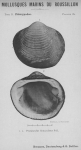 Bucquoy et al. (1887-1898, pl. 35) Bucquoy et al. (1887-1898, pl. 35)