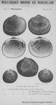 Bucquoy et al. (1887-1898, pl. 36) Bucquoy et al. (1887-1898, pl. 36)