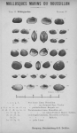 Bucquoy et al. (1887-1898, pl. 37) Bucquoy et al. (1887-1898, pl. 37)