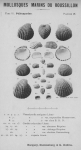 Bucquoy et al. (1887-1898, pl. 38) Bucquoy et al. (1887-1898, pl. 38)