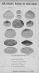 Bucquoy et al. (1887-1898, pl. 39) Bucquoy et al. (1887-1898, pl. 39)