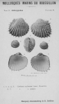 Bucquoy et al. (1887-1898, pl. 40) Bucquoy et al. (1887-1898, pl. 40)