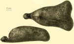 Ceratophysa ceratopyga