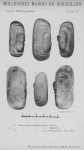 Bucquoy, E.; Dautzenberg, Ph.; Dollfus, G. (1887). Les Mollusques marins du Roussillon: 2. Pélécypodes avec atlas de 99 planches en phototypie. J.-B. Baillière & Fils: Paris, France. 2 vols: 884, 99 plates pp. Bucquoy, E.; Dautzenberg, Ph.; Dollfus, G. (1887). Les Mollusques marins du Roussillon: 2. Pélécypodes avec atlas de 99 planches en phototypie. J.-B. Baillière & Fils: Paris, France. 2 vols: 884, 99 plates pp.