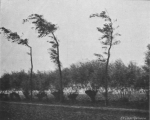 Massart (1913, foto 23) Massart (1913, foto 23)