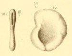 Planispirina communis Seguenza, 1880
