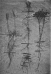 Massart (1913, foto 29) Massart (1913, foto 29)
