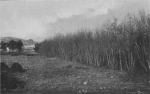 Massart (1913, foto 37) Massart (1913, foto 37)