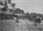 Massart (1913, foto 40) Massart (1913, foto 40)