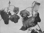 Massart (1913, foto 42) Massart (1913, foto 42)