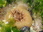 Anthopleura biscayensis, Fig.10