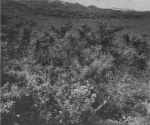 Massart (1913, foto 67) Massart (1913, foto 67)