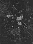 Massart (1913, foto 68) Massart (1913, foto 68)