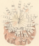 Anemonen en koralen