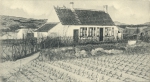 Cultuur