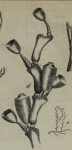 Hydroïdpoliepen