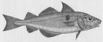 Vissen