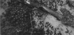 Wery (1908, foto 15) Wery (1908, foto 15)