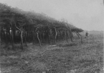 Wery (1908, foto 42) Wery (1908, foto 42)