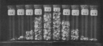 Wery (1908, pl. 22 C.) Wery (1908, pl. 22 C.)