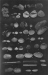 Wery (1908, pl. 23) Wery (1908, pl. 23)