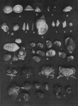 Wery (1908, pl. 24) Wery (1908, pl. 24)