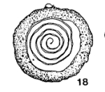 Spirillinoides circumcinctus Rhumbler, 1938