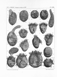 Meunier, A. (1910). Microplankton des Mers de Barents et de Kara. Duc d'Orléans. Campagne arctique de 1907. Imprimerie scientifique Charles Bulens: Bruxelles, Belgium. 355 + atlas (XXXVII plates) pp. Meunier, A. (1910). Microplankton des Mers de Barents et de Kara. Duc d'Orléans. Campagne arctique de 1907. Imprimerie scientifique Charles Bulens: Bruxelles, Belgium. 355 + atlas (XXXVII plates) pp.