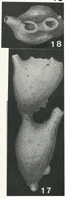 Aschemonella scabra Brady, 1879