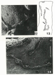 Tumidotubus albus Gooday & Haynes, 1983