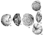 Gyroidina orbicularis d'Orbigny in Parker, Jones & Brady, 1865