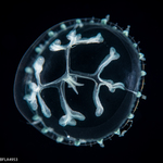 Staurodiscus tetrastaurus medusa, diameter 7 mm; Gulf Stream off Florida, USA