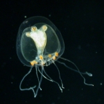 medusa of Podocoryna areolata, loc. Norway