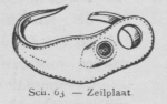 Bly (1902, fig. 63) Bly (1902, fig. 63)