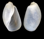 Retusophiline lima (T. Brown, 1827) - Iceland N, 4.8 mm