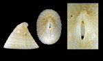 Puncturella noachina (Linnaeus, 1771) - Iceland SE, 8.9 mm