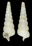 Laeocochlis sinistrata (Nyst, 1835) - Iceland W, 21.3 mm