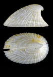 Emarginula crassa J. Sowerby, 1813 - Iceland SW, 14.6 mm