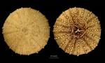Sterechinus diadema