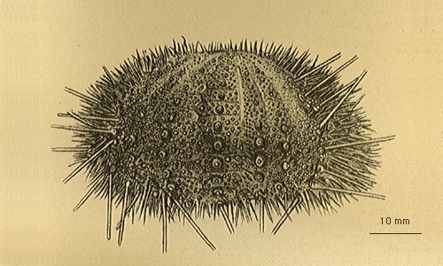 Sterechinus neumayeri