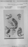 Bucquoy et al. (1882-1886, pl. 29) Bucquoy et al. (1882-1886, pl. 29)