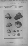 Bucquoy et al. (1882-1886, pl. 38) Bucquoy et al. (1882-1886, pl. 38)