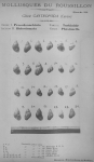 Bucquoy et al. (1882-1886, pl. 39) Bucquoy et al. (1882-1886, pl. 39)