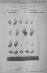 Bucquoy et al. (1882-1886, pl. 40) Bucquoy et al. (1882-1886, pl. 40)