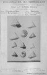 Bucquoy et al. (1882-1886, pl. 41) Bucquoy et al. (1882-1886, pl. 41)