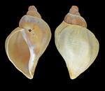 Pyrulofusus deformis (Reeve, 1847) - Svalbard, 68.0 mm