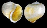 Euspira pallida (Broderip & G. B. Sowerby I, 1829) - Iceland W, 16.9 mm